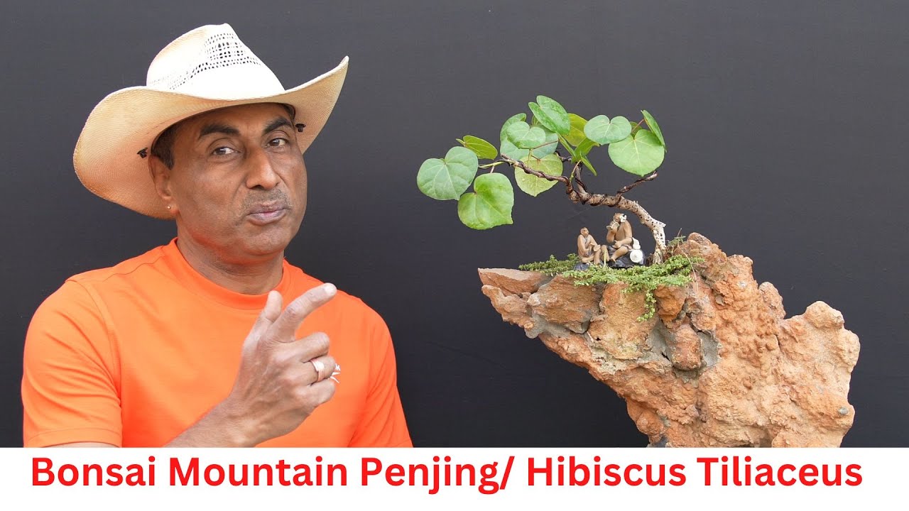 Bonsai/Mountain Penjing Hibiscus Tiliaceus