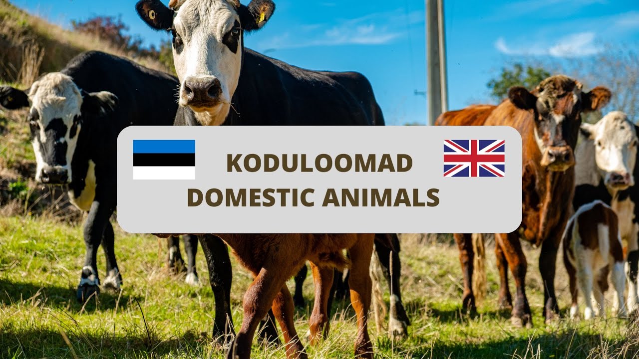 Koduloomad eesti ja inglise keeles / domestic animals in Estonian and English