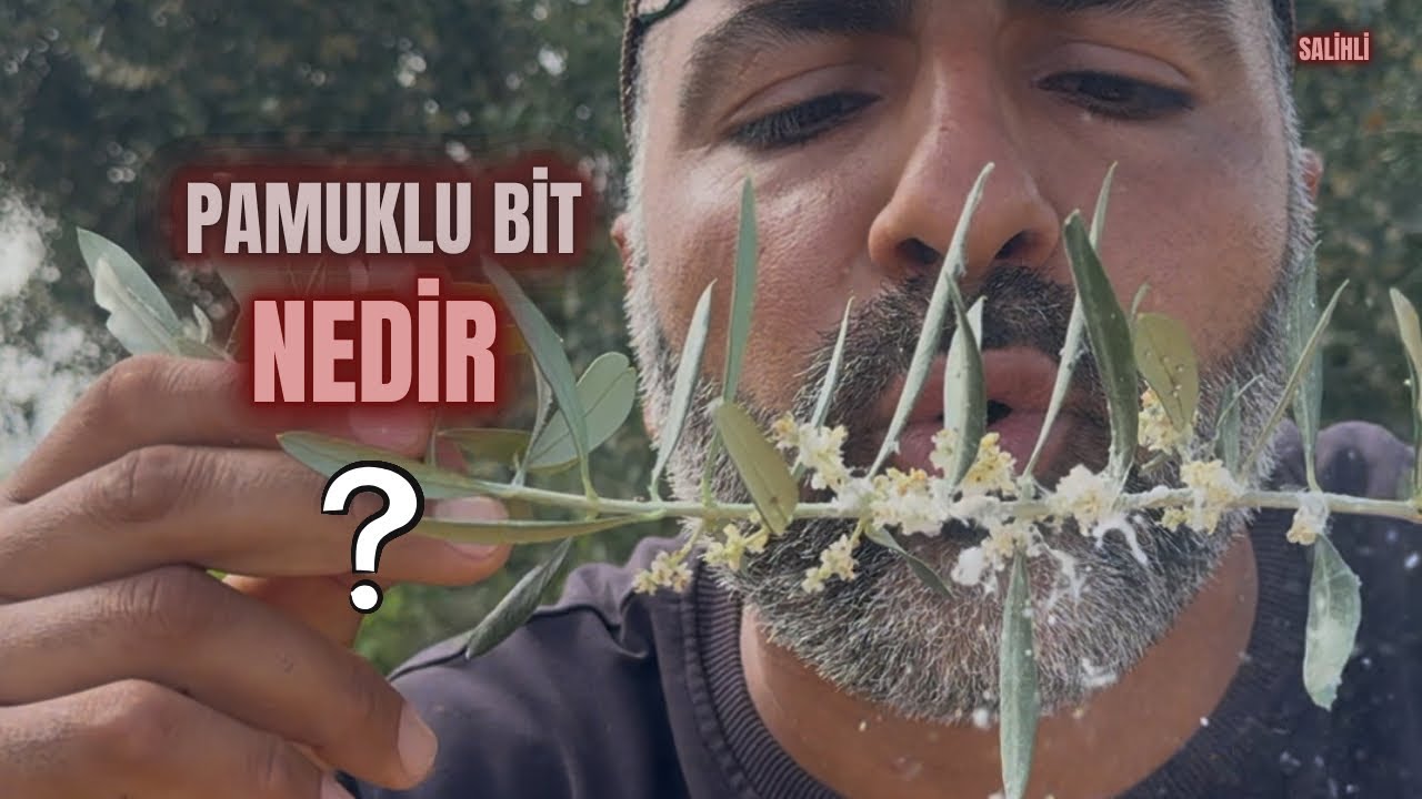 Zeytinde Pamuklu Bit Nedir? #erenvural #budama #doğa #zeytinbudama
