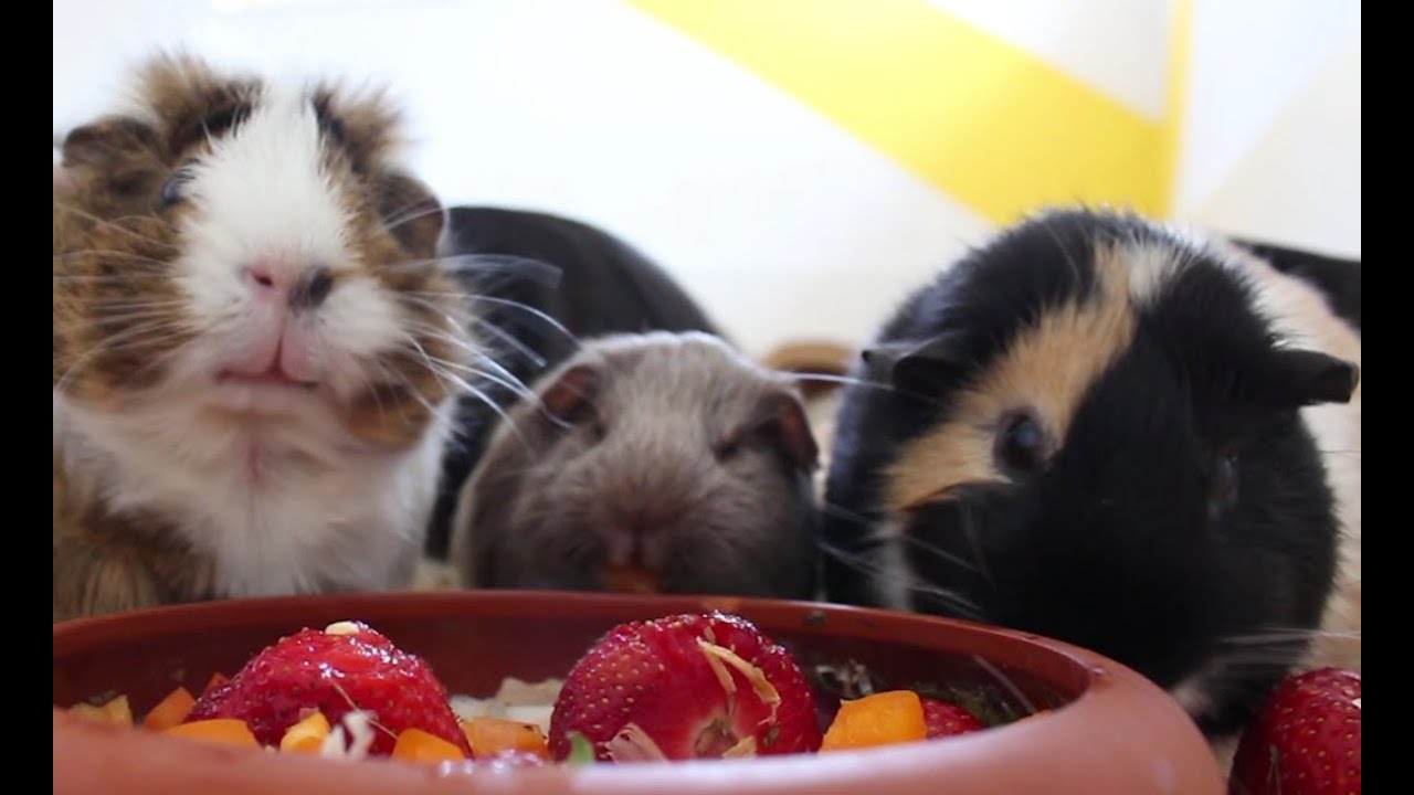 Erdbeeren, Meeries und viel Nom Nom Nom | Die Meeries