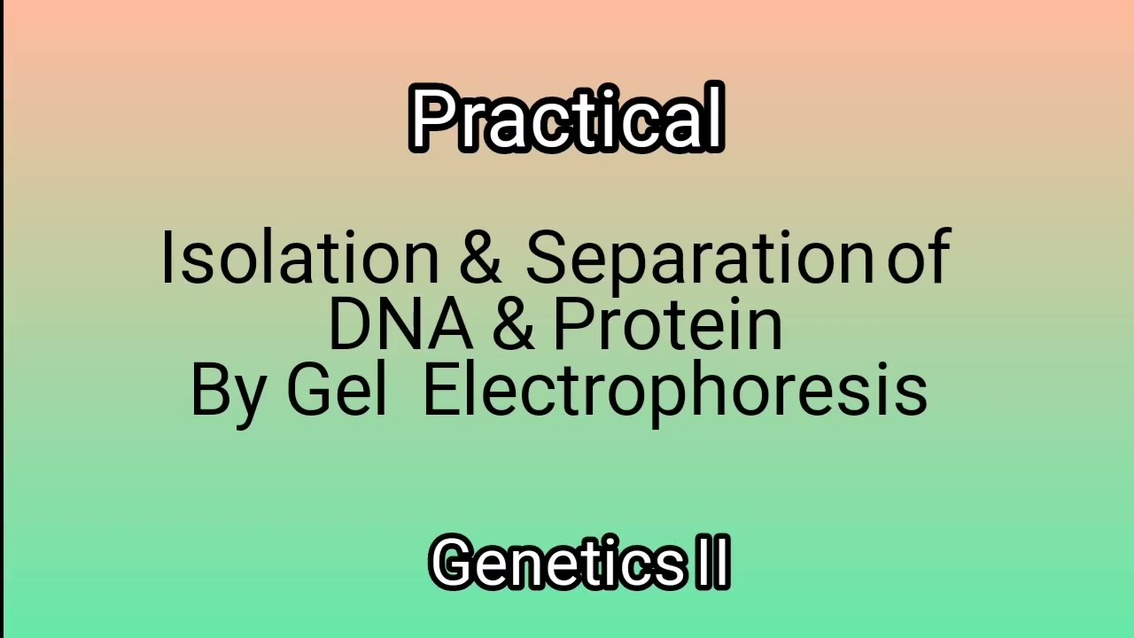 Isolation & Separation of DNA & Protein By Gel Electrophoresis