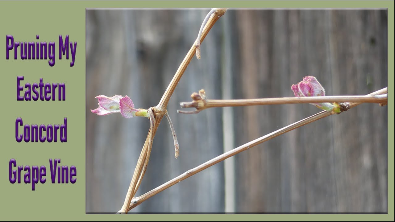 Pruning My Eastern Concord Grape Vine