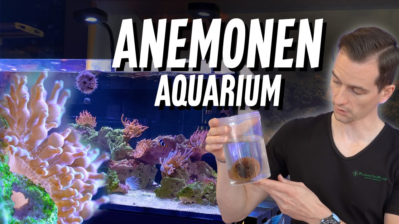 ANEMONEN-AQUARIUM einrichten - Meerwasseraquarium nur mit Anemonen?! *Schaubecken*