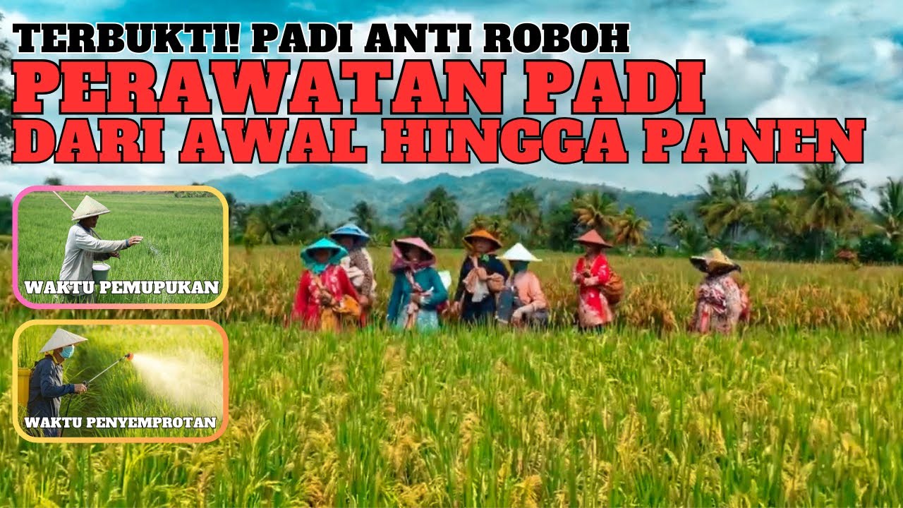 Tutorial perawatan padi inpari 32 dari awal tanam hingga panen waktu pemupukan dan penyemprotan padi