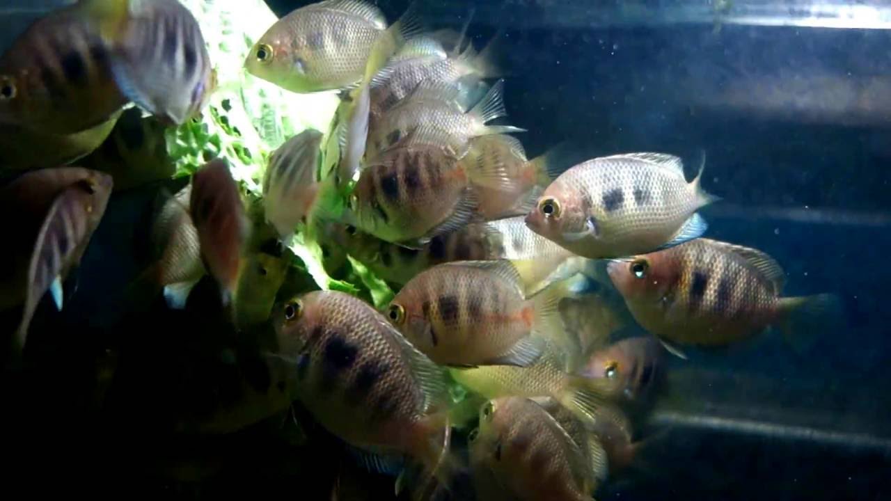 Indian Cichlid Etroplus canarensis / Pearl Spot Chromide