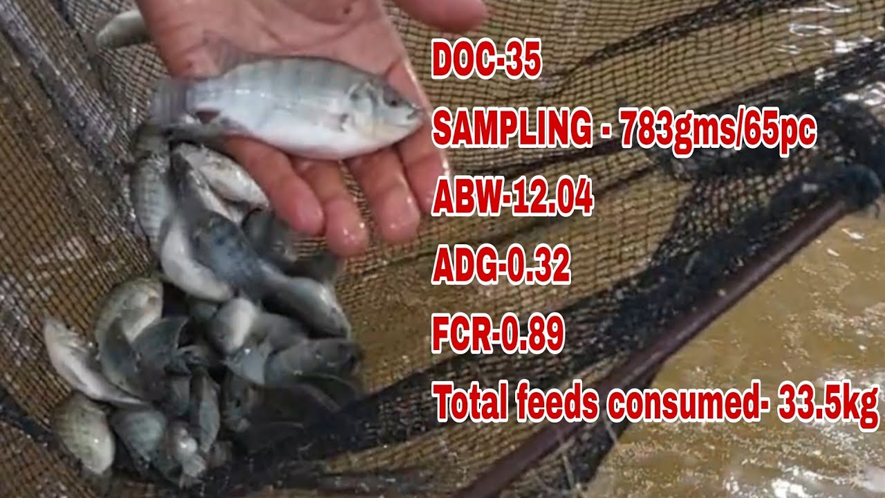DAY 35- Ganito na ka Laki ang 2500 Tilapia in 9sqm Concrete Pond