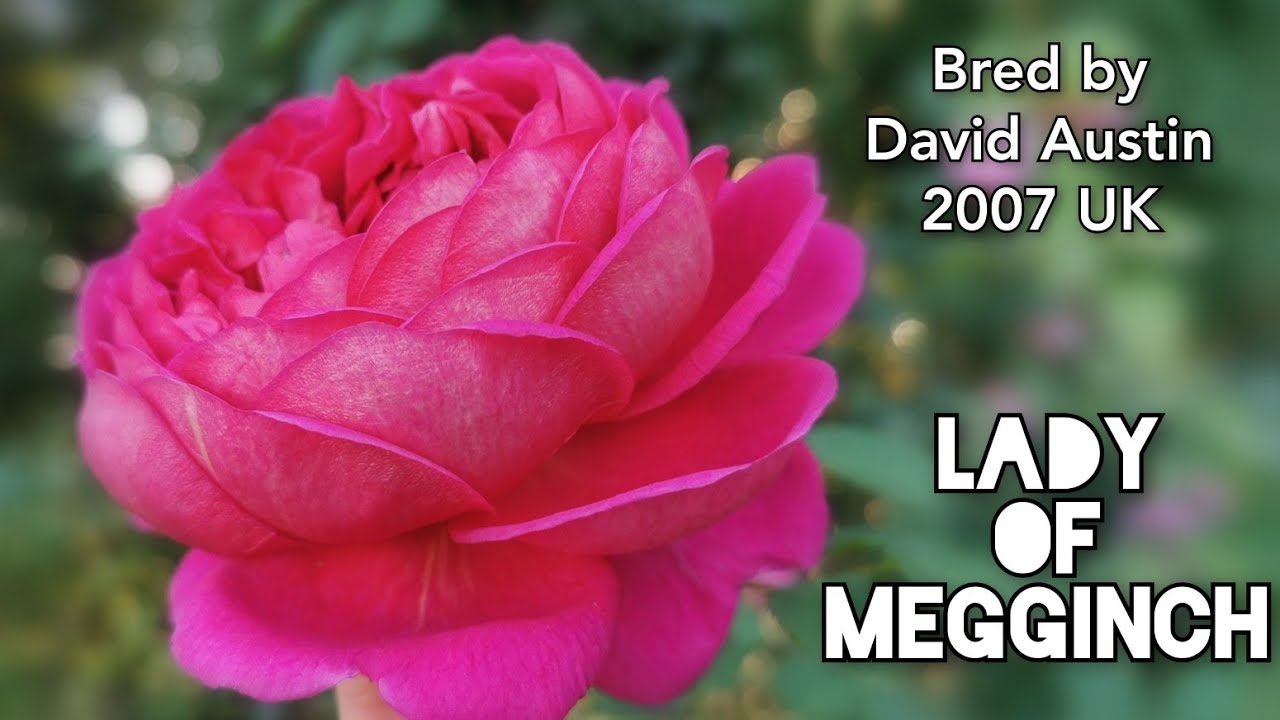 LADY OF MEGGINCH ROSE plant by David AUSTIN 2007 UK バラ レディ オブ メギンチ