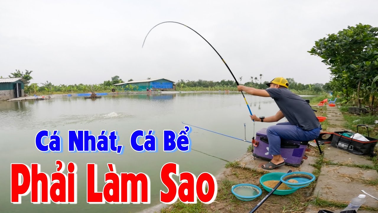 Làm Thế Nào để Câu Cá Nhát, Cá Bể Miền Bắc | CÂU CÁ CHÉP DỊCH VỤ