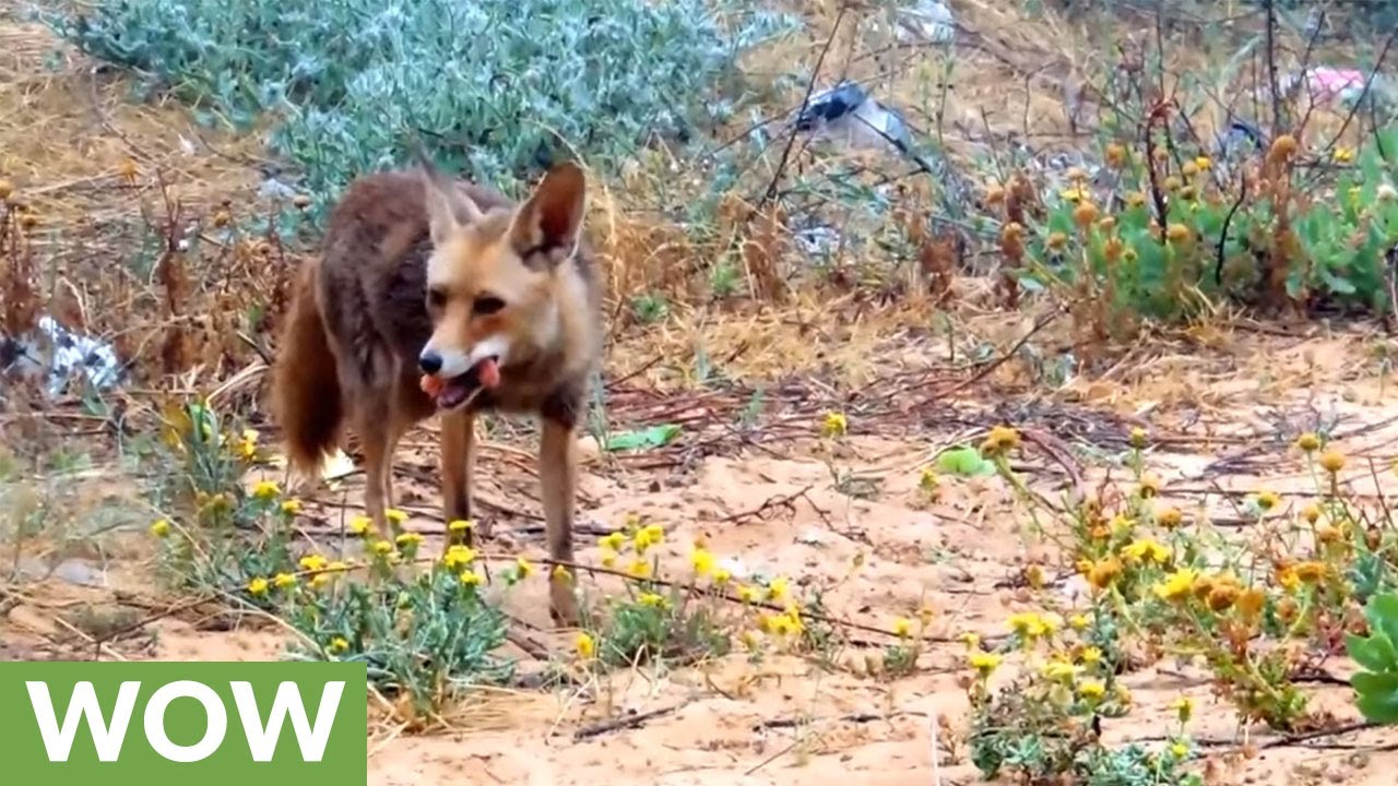 Mother fox leads human to her kits