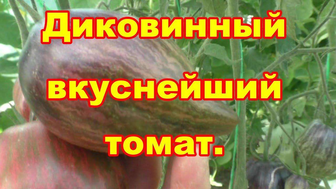 Звездный истребитель вкуснейший диковинный томат