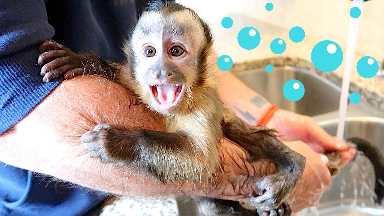 Baby Monkey Cry Baby Bath!