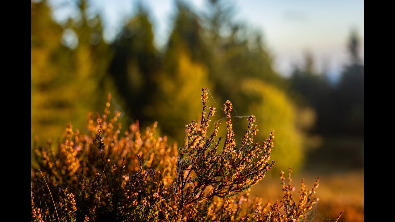 Südschwarzwald – Kleines Wiesental - Haldenhof – Käbelescheuer