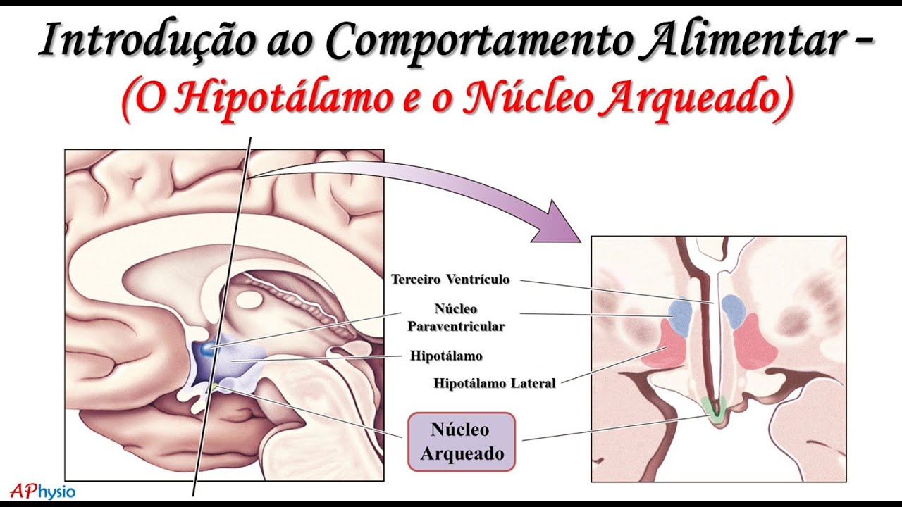 Introdu&ccedil;&atilde;o ao Comportamento Alimentar - O Hipot&aacute;lamo e o n&uacute;cleo arqueado