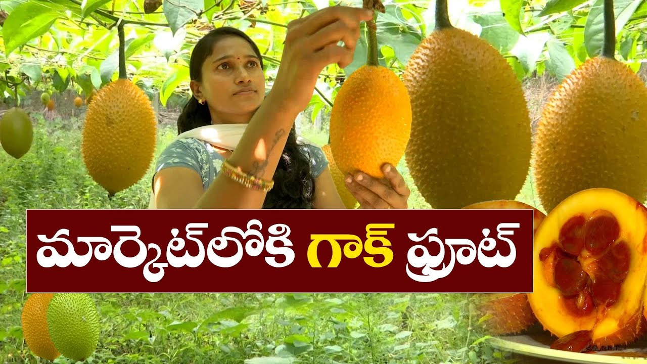 గాక్‌ పండ్లను సాగుచేస్తున్న రైతు | Success Story of Farmer | GAC Fruit Cultivation | Ramireddy Palli