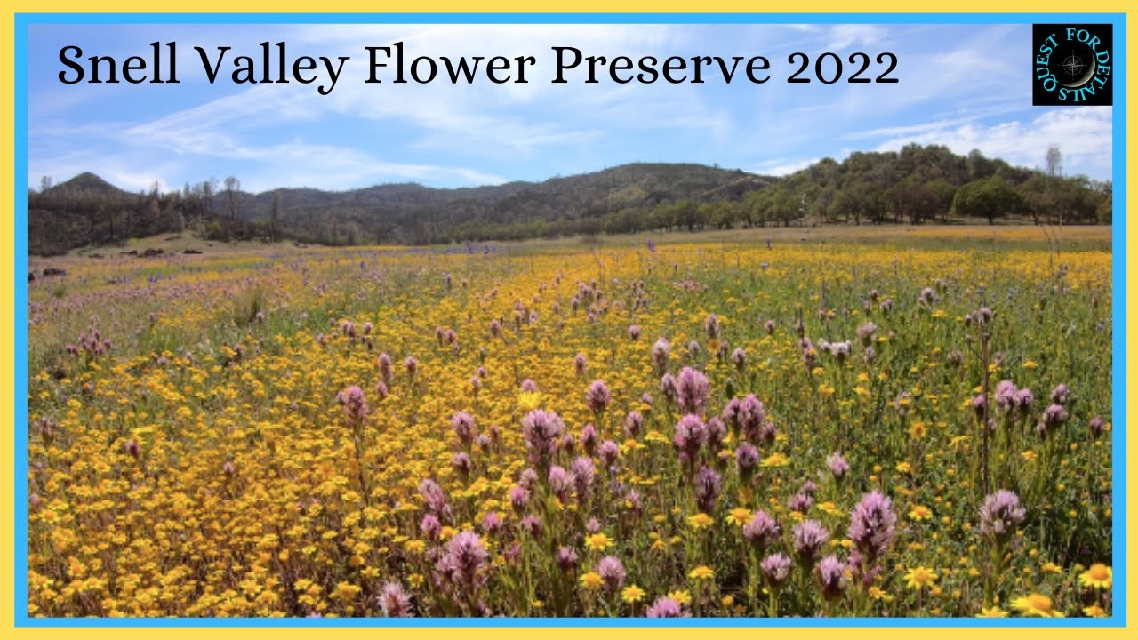 California Wild Flowers - #SuperBloom - Snell Valley Flower Preserve 2022 By : Quest For Details