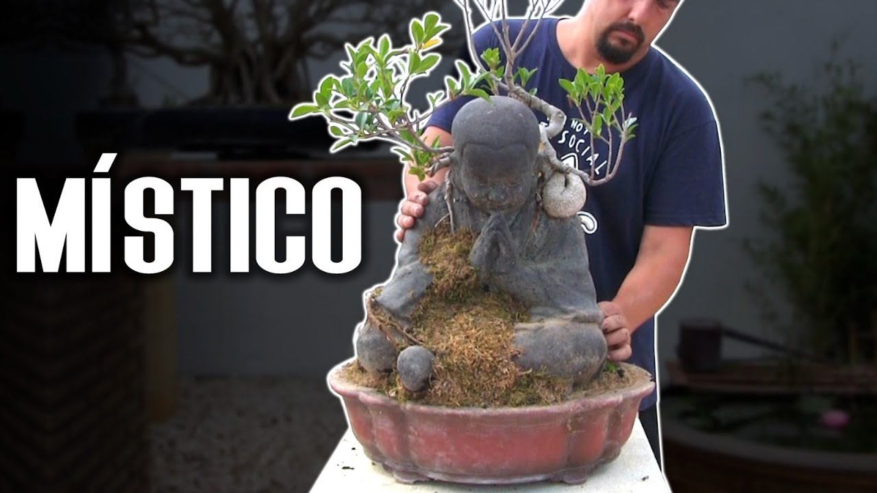 Ficus shaolín místico - Cómo hacer tierra keto