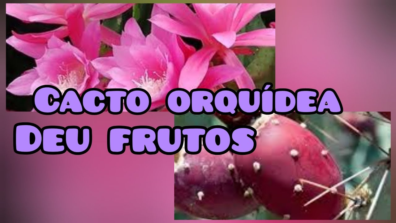 meu  cacto  epiphilum deu frutos,  será  que  a semente  nasce??