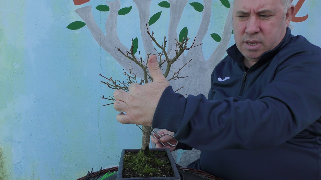 Poda y formación arce palmatum invierno  2020.