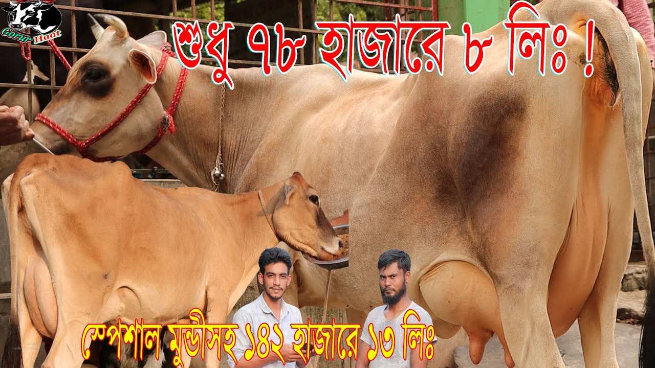 শুধু ৭৮ হাজারে ৮ লিঃ ! ১৪২ হাজারে বাচ্চাসহ ১৩ লিঃ । স্পেশাল মুন্ডীসহ পুরাই গরীবের দামে গাভী।#cow
