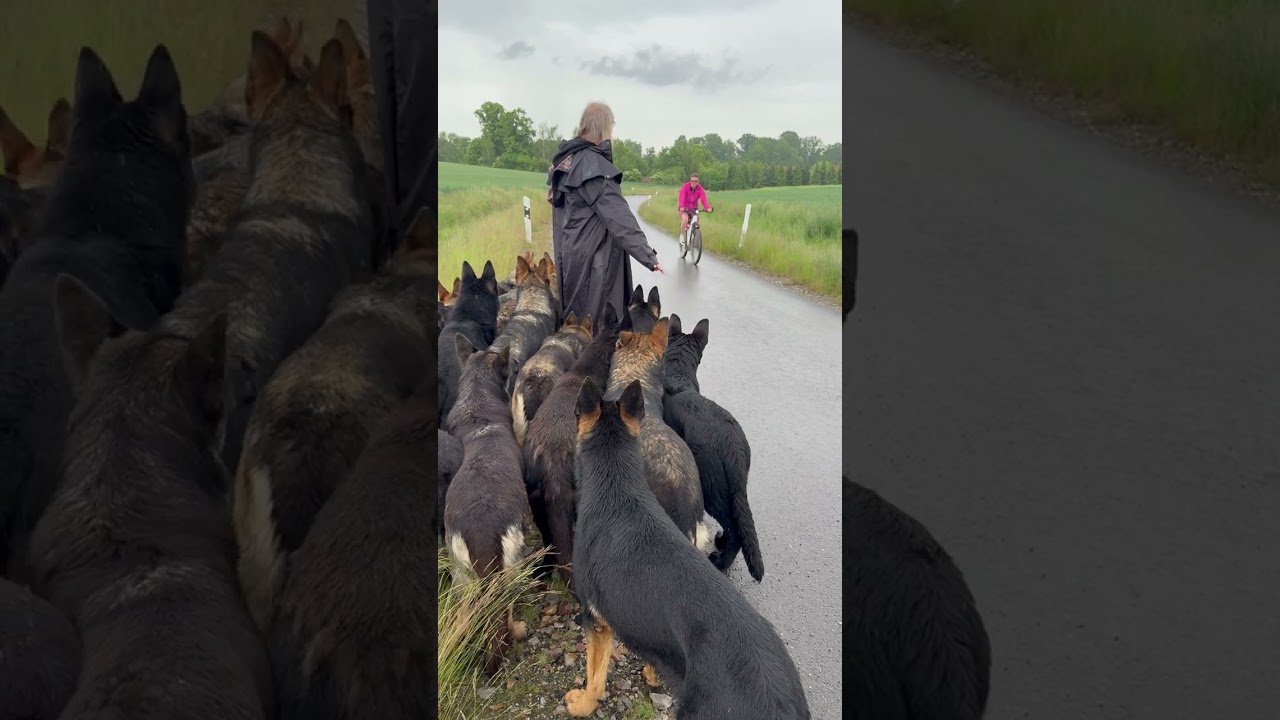 Hunderudel trifft Fahrrad #germanshepherd #animals