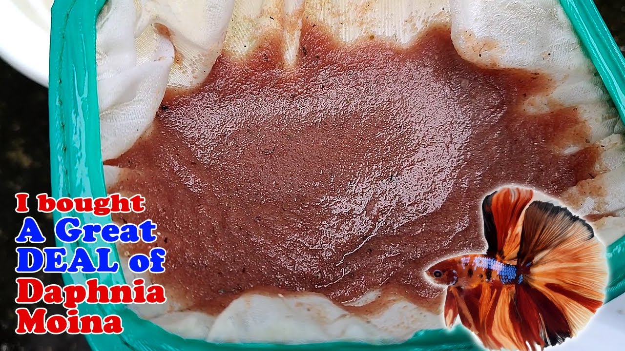 Why is this the best food for betta fry? | I Bought A Great Deal of Daphnia Moina!