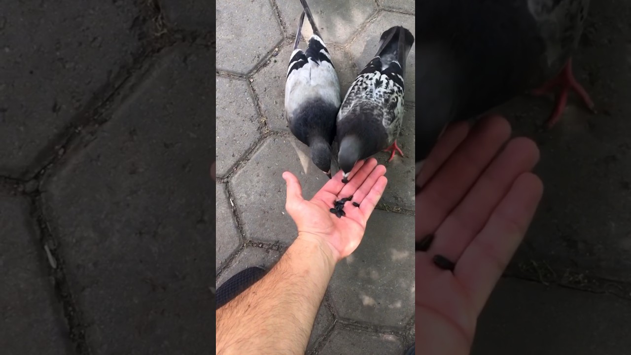 Feeding pigeons in the big city✅🥰