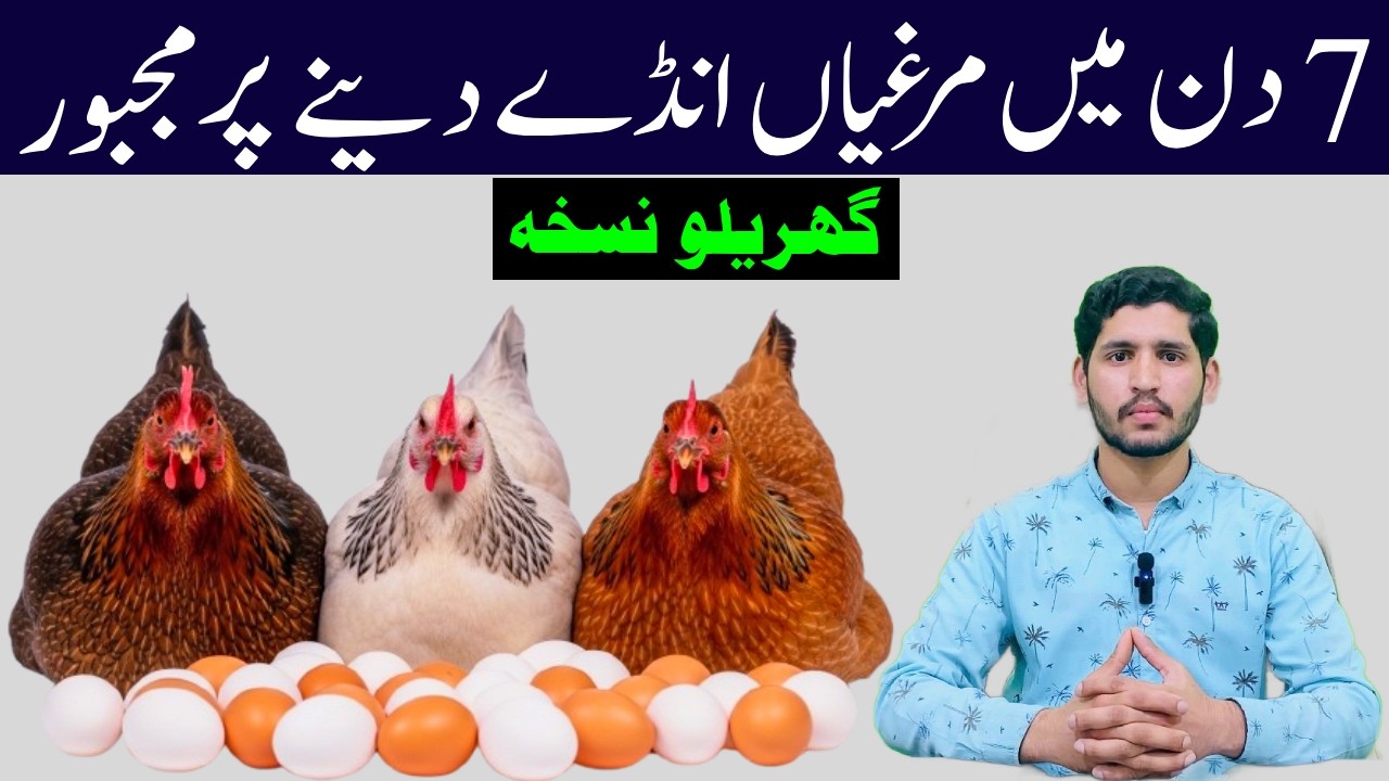 Raising Hens For Eggs Production | Home Poultry Farming in Low Cost | Eggs Fast Collecting