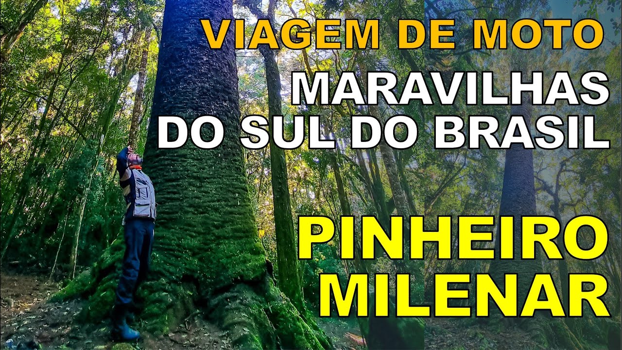 Uma árvore de 1000 anos no Brasil - de moto pelas Serras Gaúchas - Serras do sul do Brasil V16