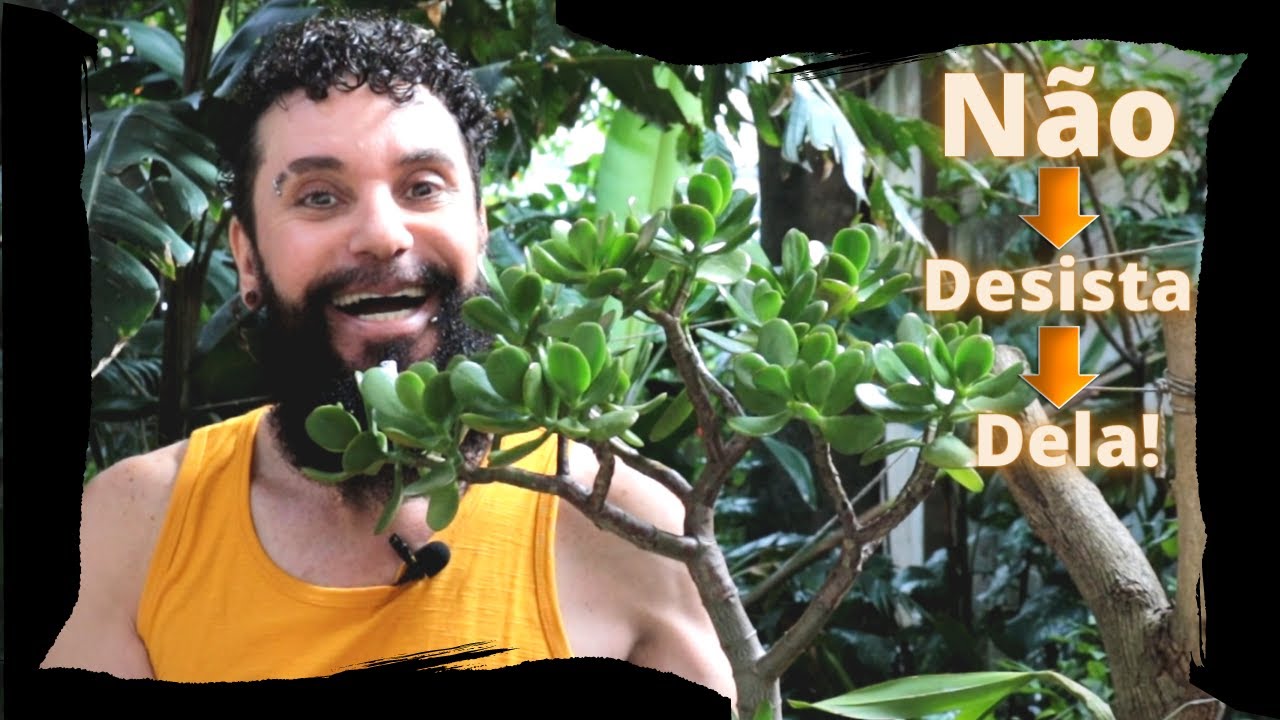 JADE - CRASSULA OVATA | Como CUIDAR DOS FUNGOS e fazer PODA RADICAL + Atualização dessa miniárvore.