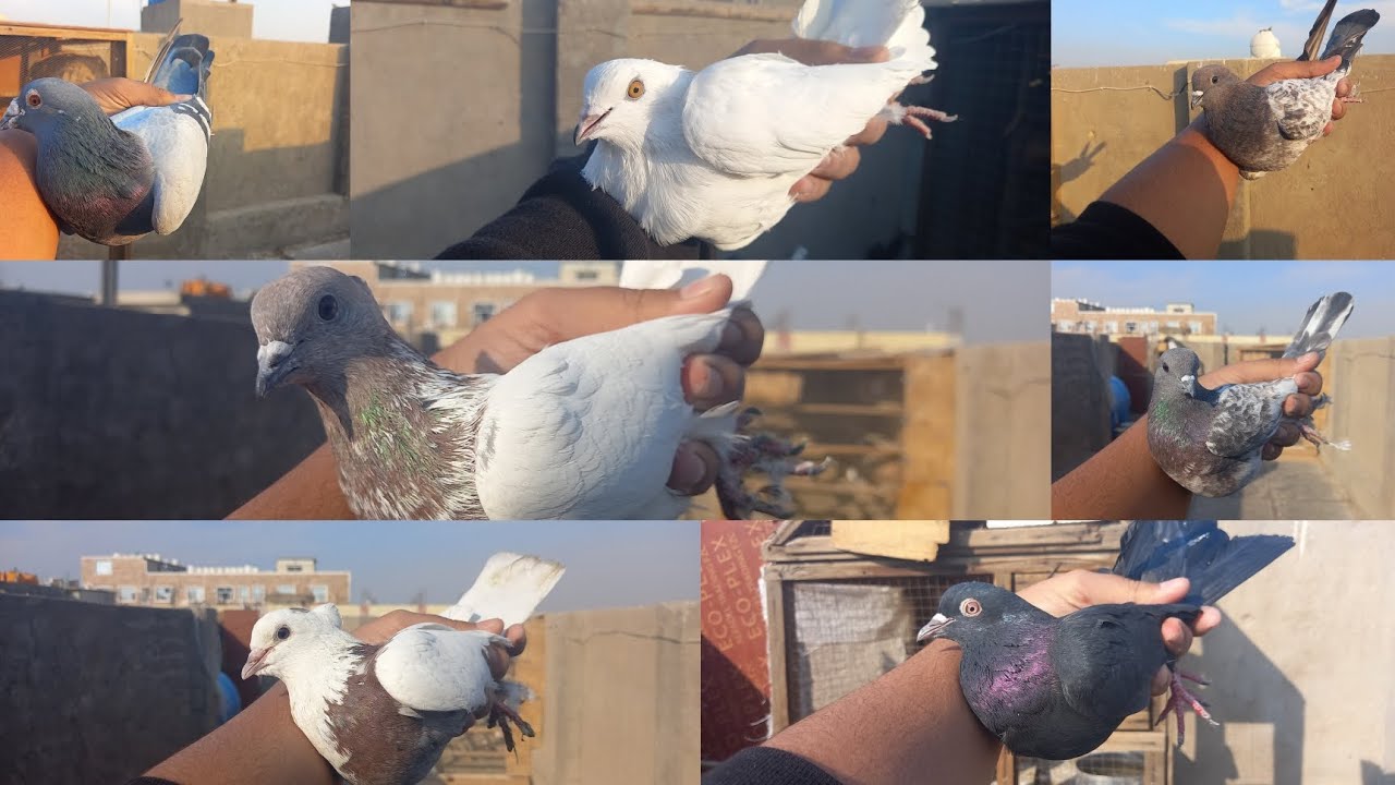صيد اليوم 7 فديو نار 😂🔥