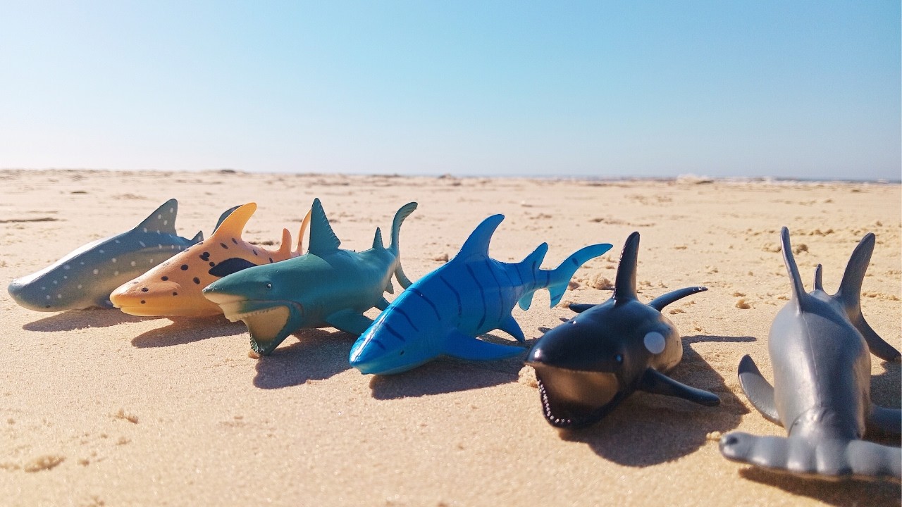 Abrindo Brinquedos: Abrindo Kit De Animais Marinhos De Brinquedo. Tubarão, Baleia, Tubarão Martelo..