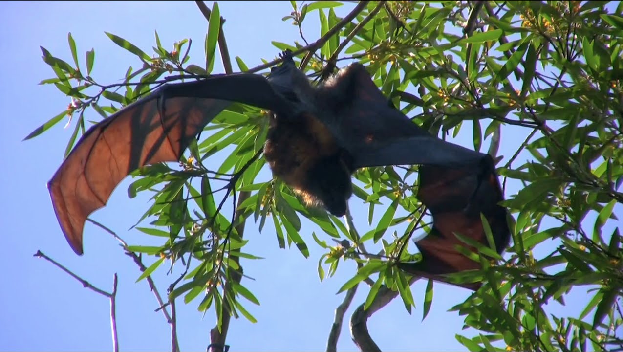 GREY-HEADED FLYING FOXES in Sydney Royal Botanic Gardens - Australia