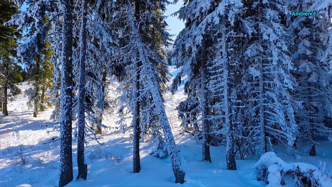 In Harmony with Pure Nature: Contemplation for Consciousness and the Soul FHD 24/7