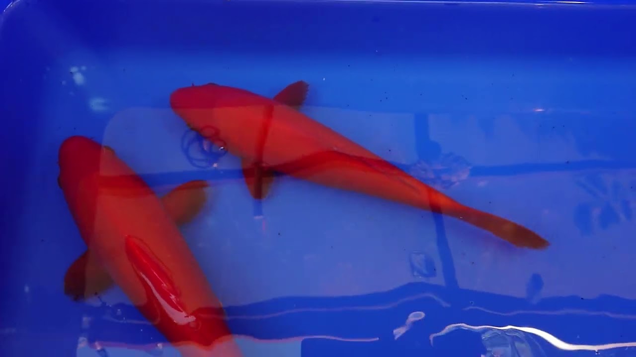 Not 1 but 2 Dainichi Benigoi has landed at my pond 👌 👍 🥰😍.