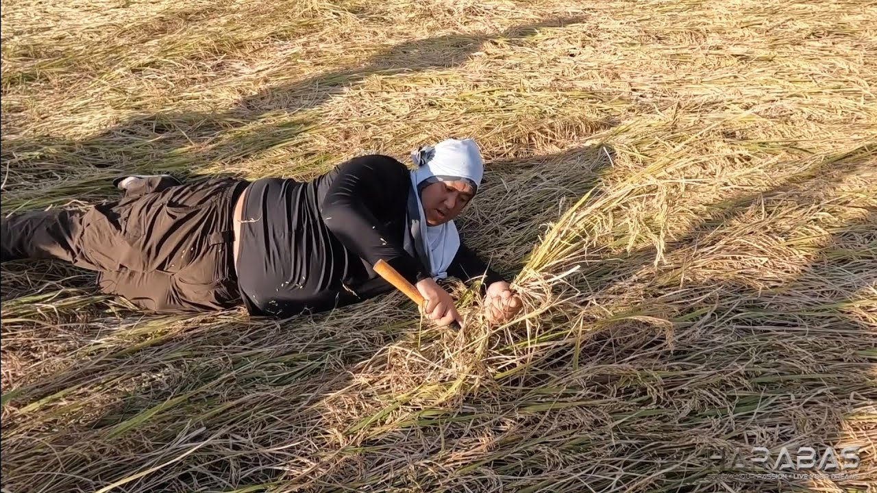 EP800-P3 - Pag-ani ng Tinanim na Palay ng mga Katusok