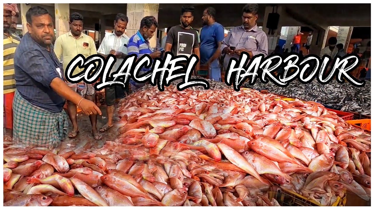 COLACHEL HARBOUR| BATTLE OF COLACHEL| PART 1| FISH AUCTION|  EXPLORING KANYAKUMARI