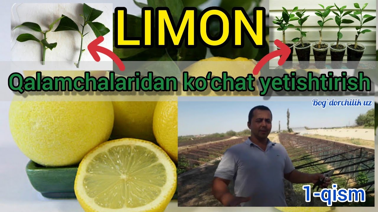 Limon qalamchalaridan ko‘chat yetishtirish texnologiyasi. Qisqa metrajli film. 1-qism.