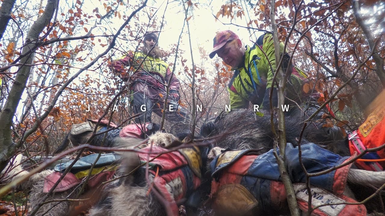 Drückjagd in der Brombeer-Hölle mit der Sauhund-Meute – Hunt on Demand Ausschnitt