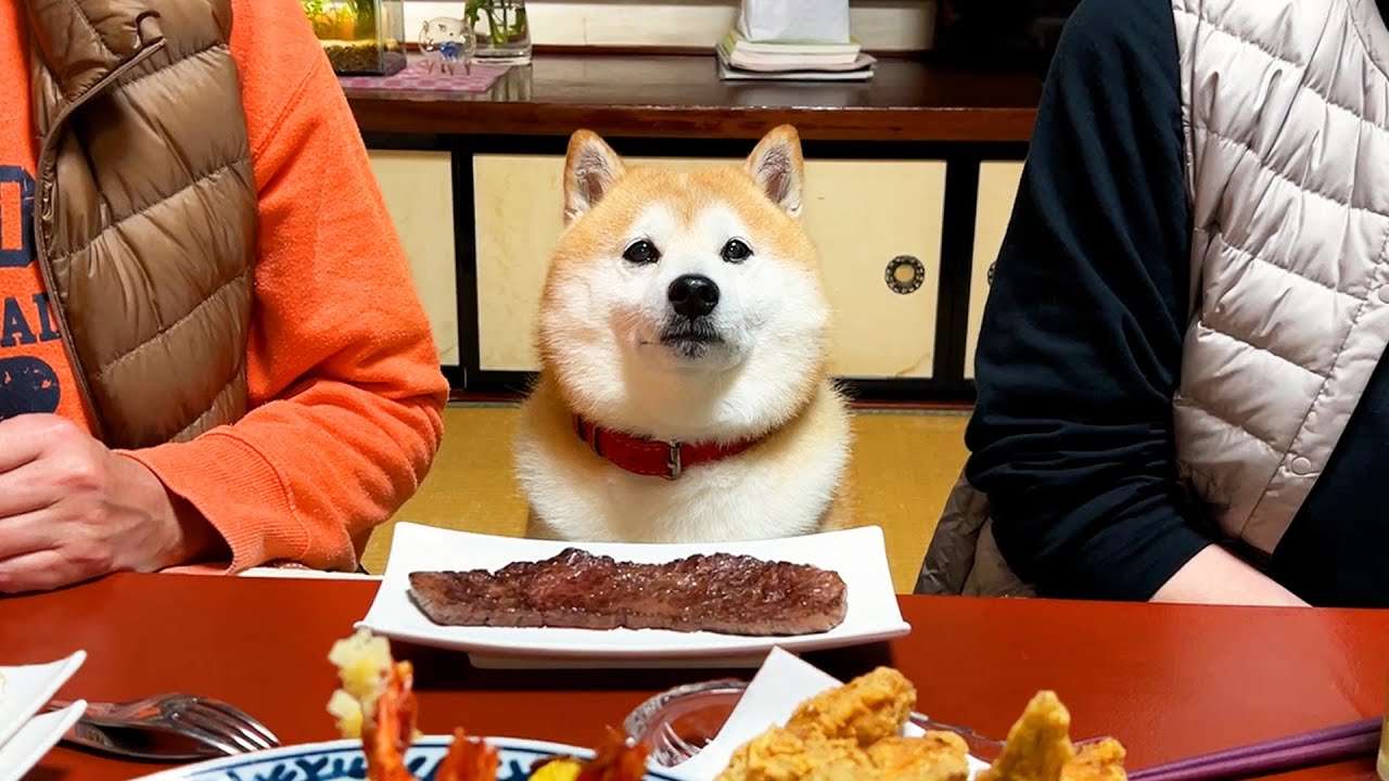 Shibe is given a celebration party and is nervous about being in the lead role for the first time.