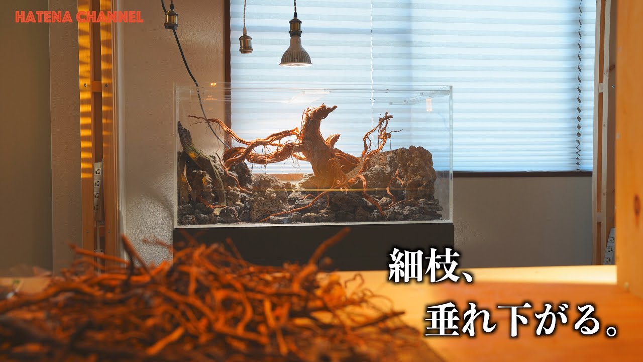 【垂らします】600円の細枝流木でレイアウトコンテスト風に。90cmアクリル水槽立ち上げ
