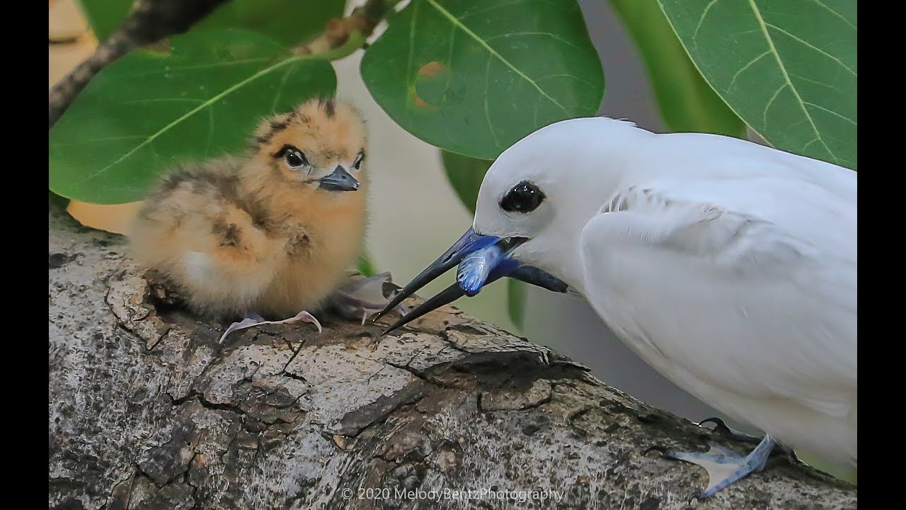 Sunny White Tern Chick Feeding