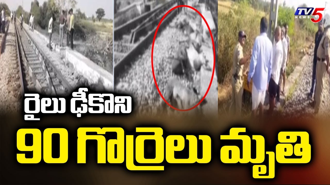 Tragic Mishap in Kamareddy : 90 Sheep Lost Life in Train Accident | TV5 News