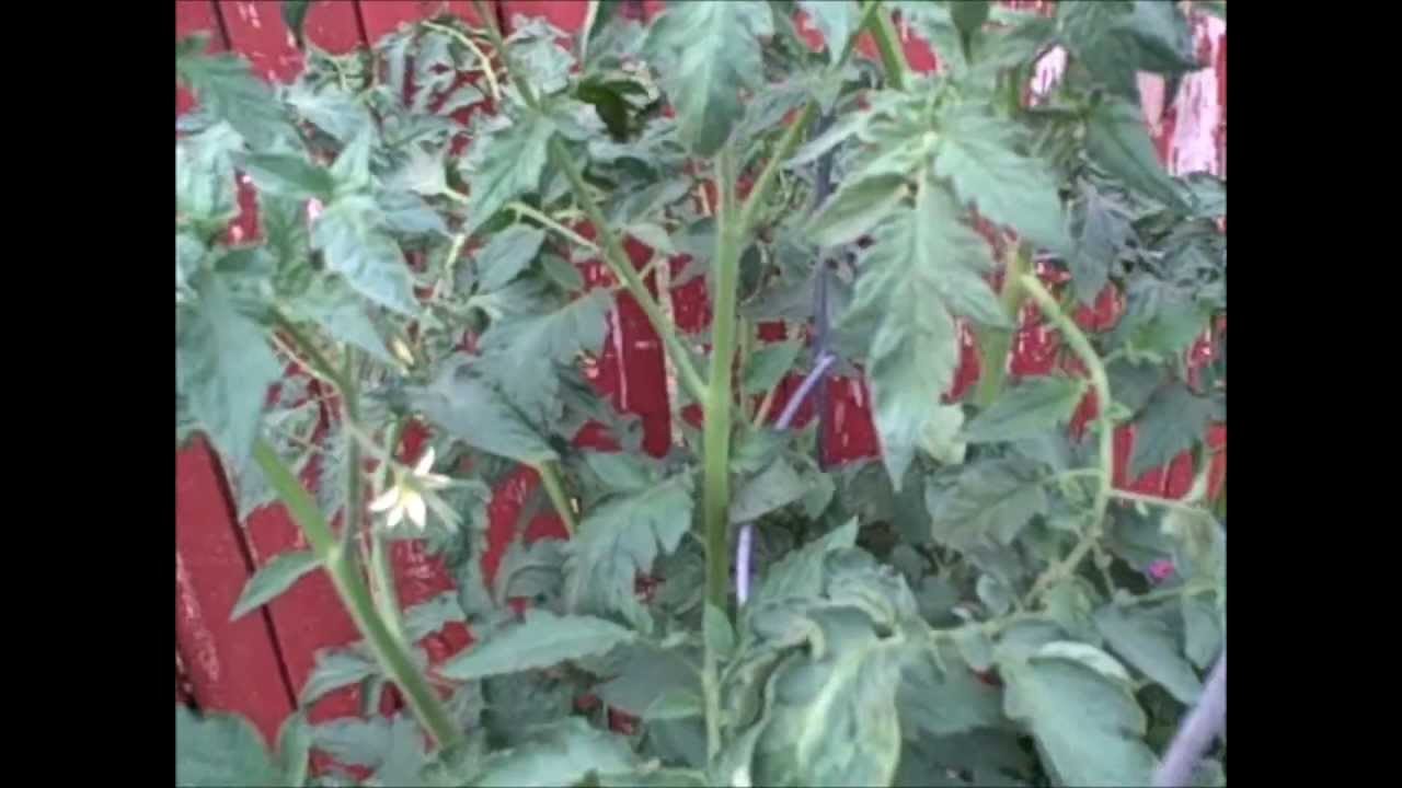 Tomato, Arkansas Traveler (05July13)