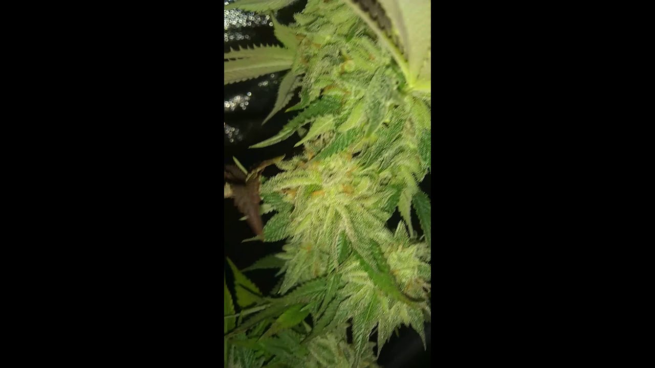 Mike's Sunset Sherbet Grow Week# 7 Flowering
