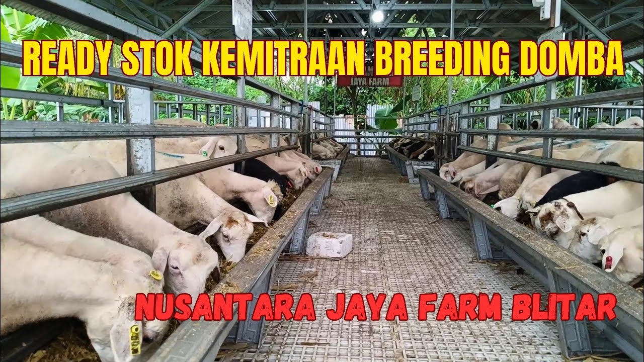 INGIN SUKSES TERNAK DOMBA TAPI TAKUT GAK BISA JUAL⁉️PAKET KEMITRAAN SOLUSINYA❤️‍🔥❤️‍🔥