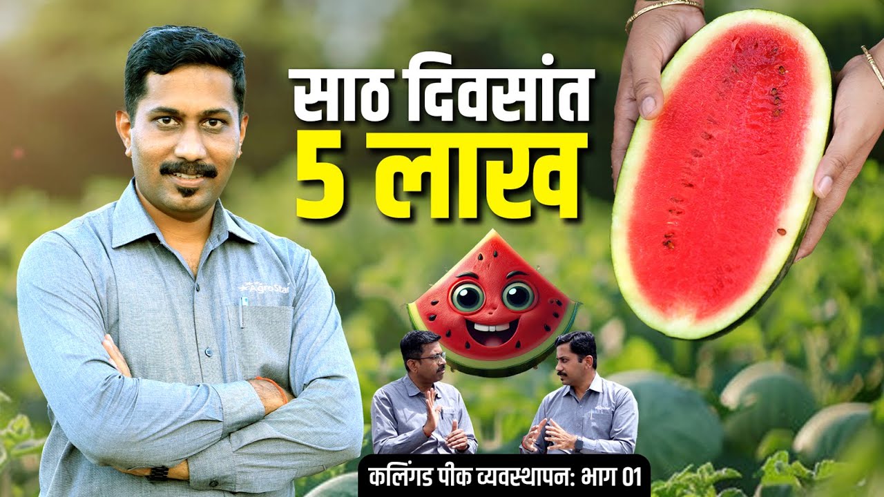 🍉कलिंगड़ पीक व्यवस्थापन । water management । मल्चिंग, बियाणे निवड। watermelon farming । #FarmingTips