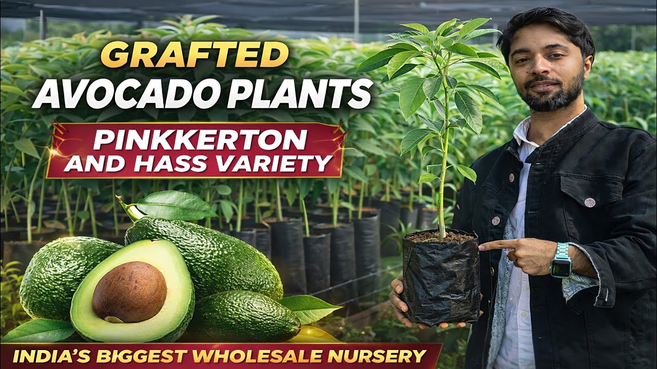 Grafted Pinkerton & Hass Avocado Plants for Sale | All India Delivery | @AssamNurserylive #avocado 