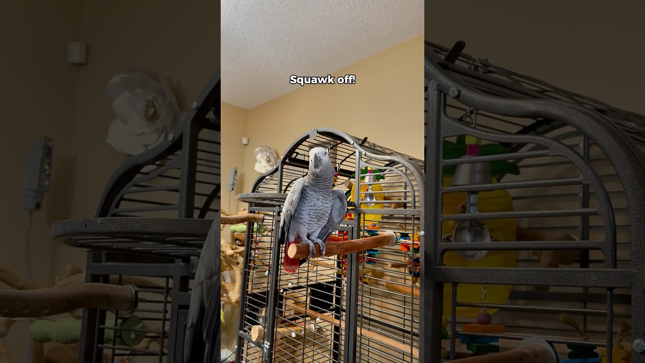 Gizmo tells Bird to Squawk off!! 😅 #funnyparrot #bird #talkingparrot #parrot
