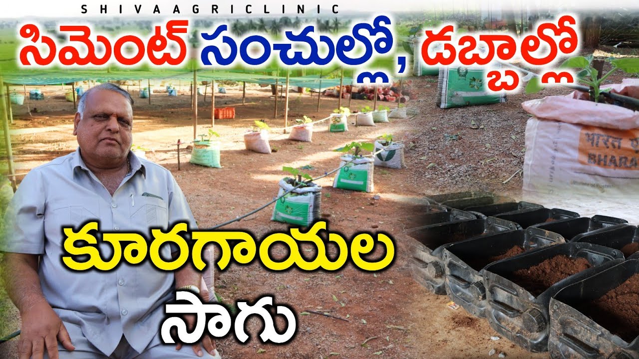 డబ్బాల్లో, సంచుల్లో కూరగాయల సాగు | Soilless Vegetables Farming In Tubs & Bags | Shiva Agri Clinic