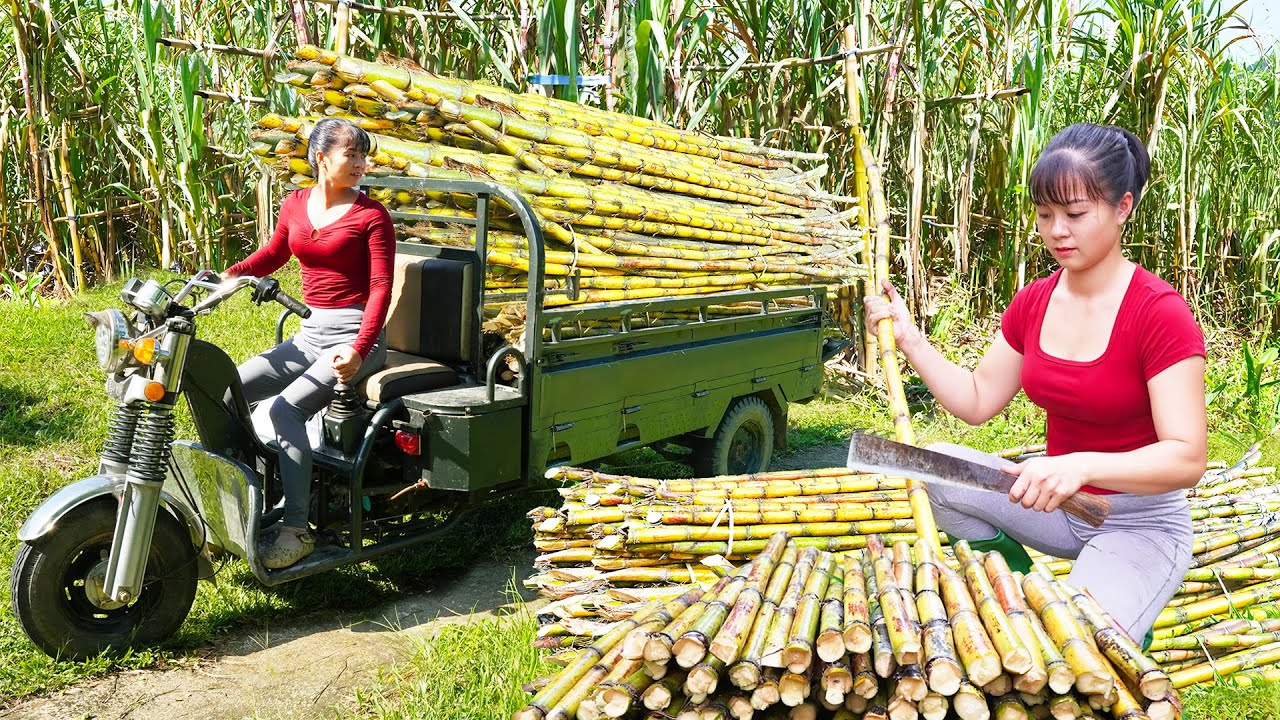 TIMELAPSE Harvesting Many Sugarcane, Cassava Roots, Bamboo Shoot, Pineapple Go To Market Sell
